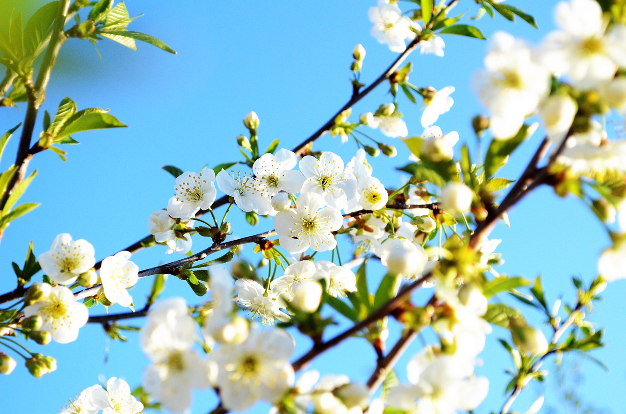 自然 春天 花 - Pixabay上的免费照片 - Pixabay
