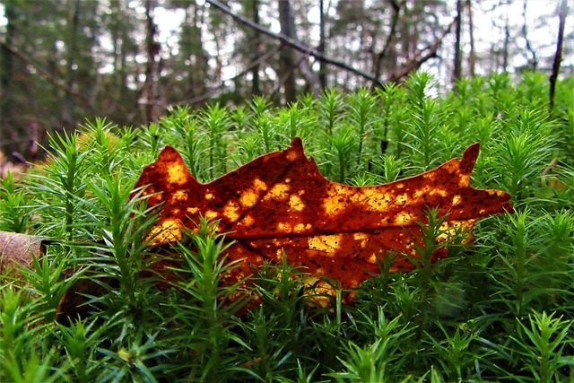 Free Wrong Nature photo and picture