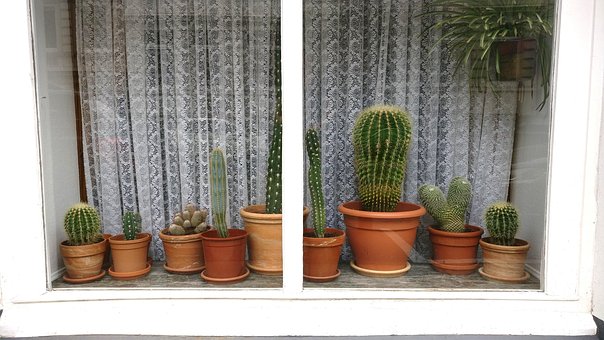 Cactos, Janela, Cortinas, Cacto