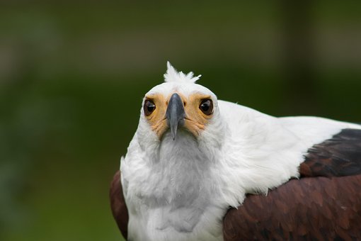Free Eagle Bird photo and picture