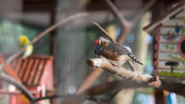 Free Animals Birds photo and picture