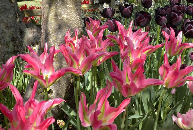 Free Flowers Garden photo and picture