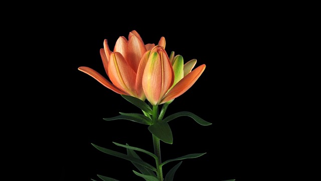 Free Flower Lily photo and picture