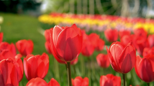 Free Spring Tulip photo and picture