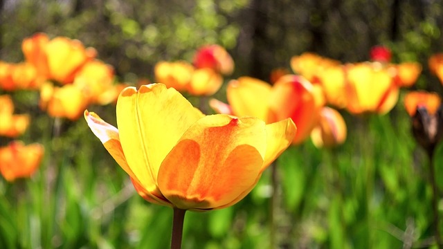 Free Spring Cool Backgrounds photo and picture