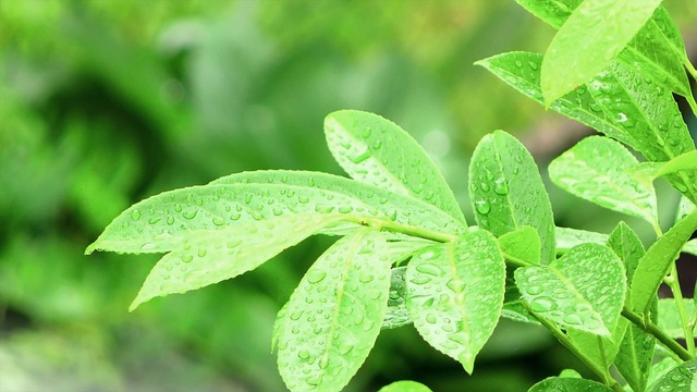 Free Water Drop photo and picture