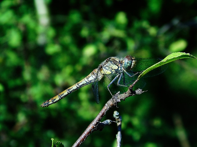 Download free HD stock image of Dragonfly Green Background Free Dragonfly Green Background photo and picture