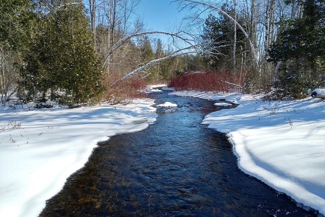 Free Winter Forest photo and picture