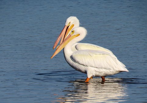 Free Birds Pelicans photo and picture