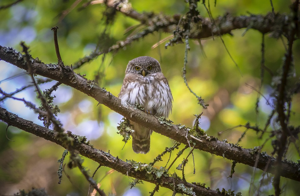 Eurasische Sperlingskauz, Klein, Glaucidium Passerinum