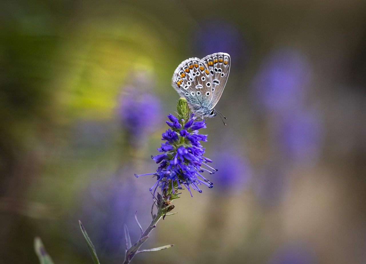 Common Blue - free online jigsaw puzzle photo