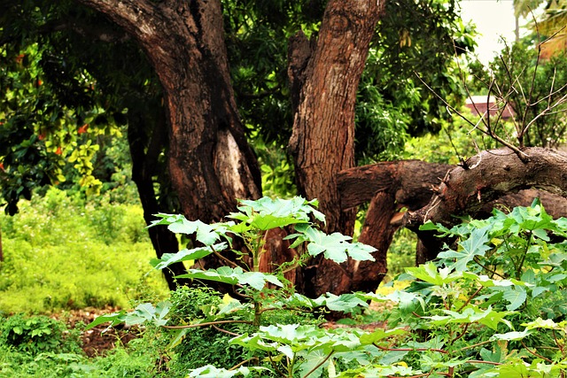 Maango Mango Tree Green - Free photo on Pixabay