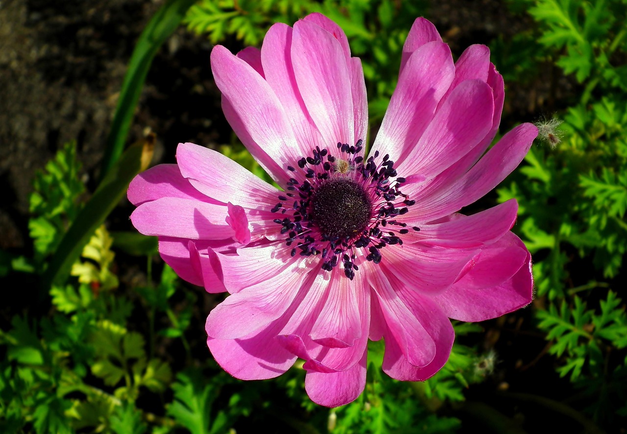pixabay-pixabay