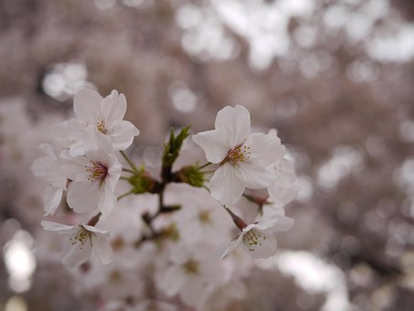 Free Cherry Blossoms Japan photo and picture