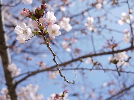 Free Cherry Blossoms Japan photo and picture