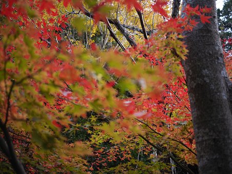 Free Autumn Japan photo and picture