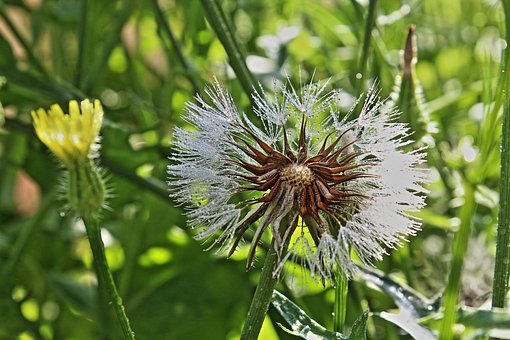 Free Dandelion Flower photo and picture