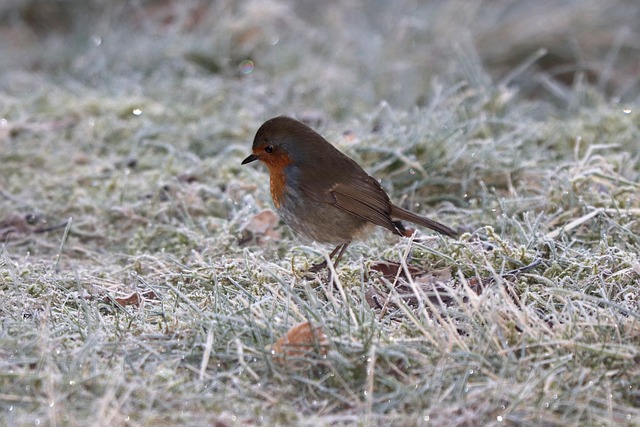 Free Robin Bird photo and picture