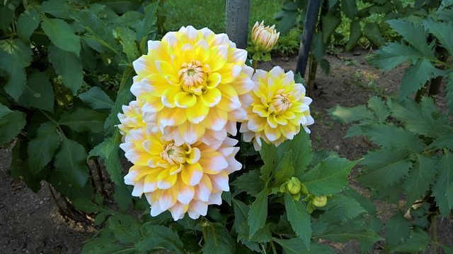 Flor Amarela, Jardim, Natureza, Flor