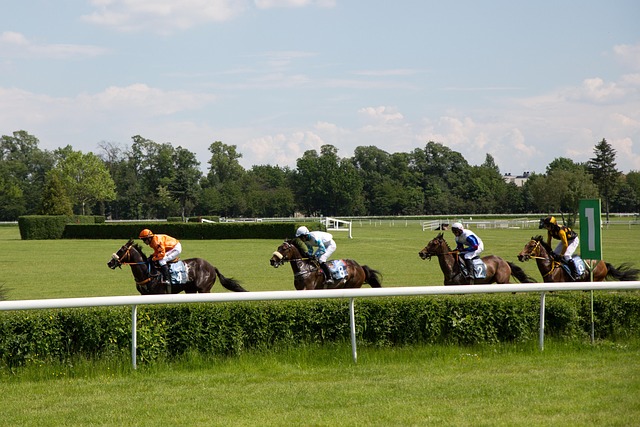 horses, horse racing, race, nature, jockey, horse