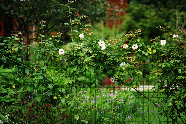 Rose, Sommer, Blumen Hintergrund