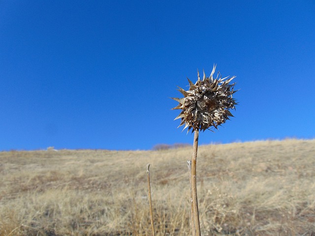 Free Summer Day photo and picture