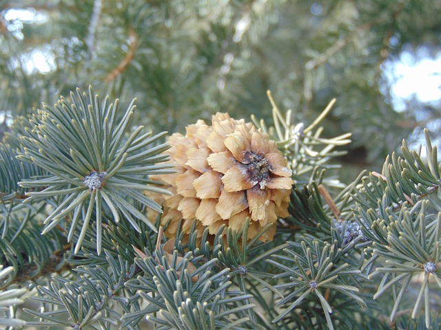 Free Pinecone Winter photo and picture
