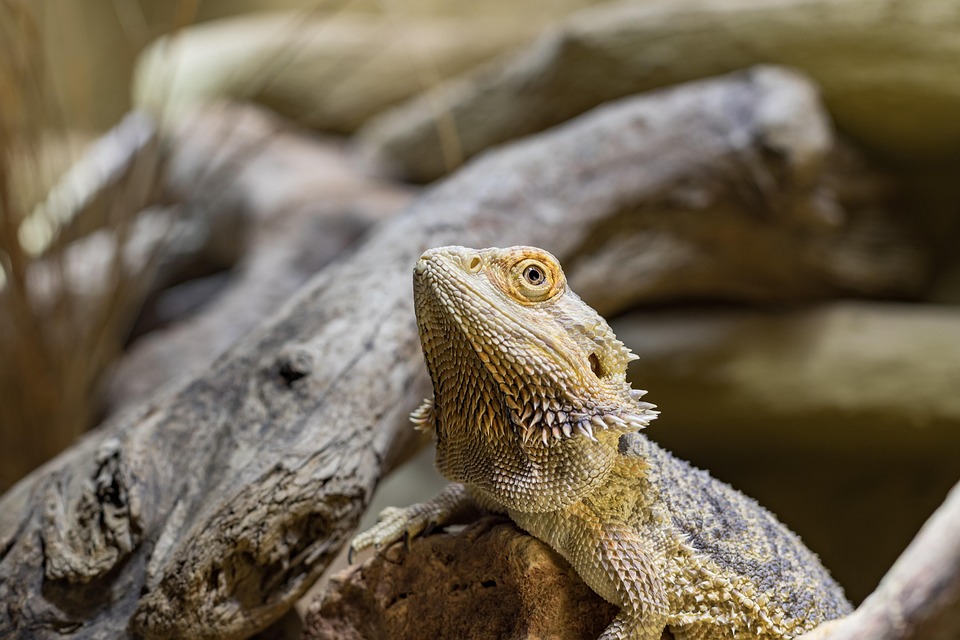 Bartagame, Reptil, Schuppen, Nahaufnahme, Kopf