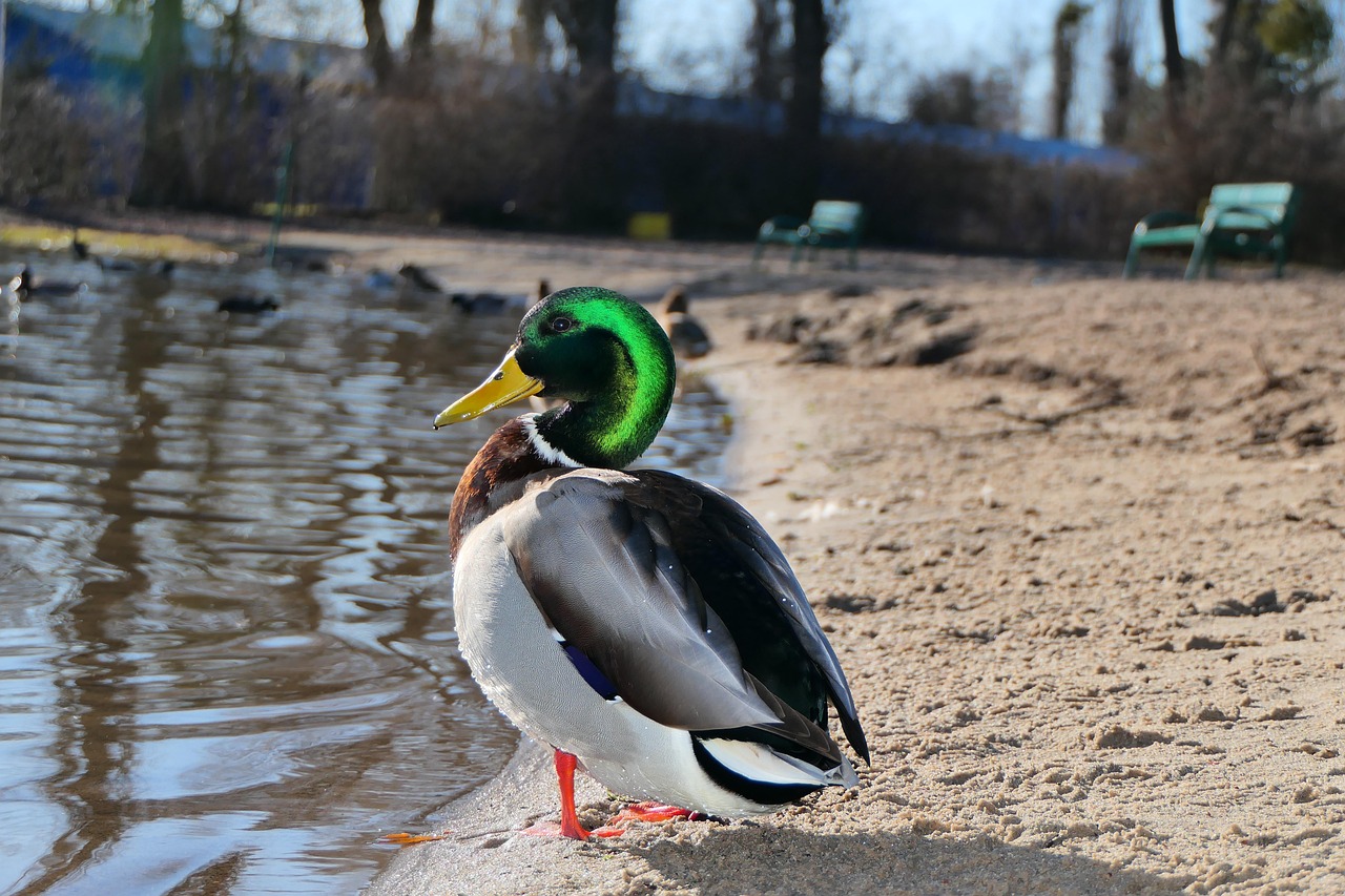 Mallard Duck - free online jigsaw puzzle photo