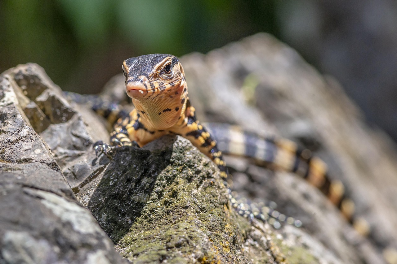 asian-water-monitor-4828487_1280.jpg