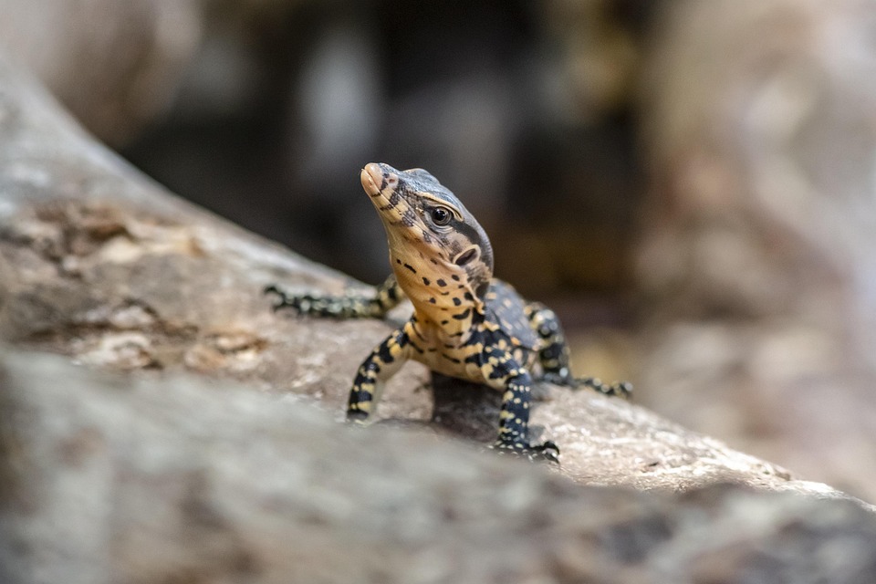Asian Water Monitor Cruel Spotted - Free photo on Pixabay - Pixabay