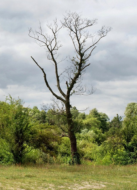 Page 2 - 200,000+ Free Withered Tree & Tree Images - Pixabay