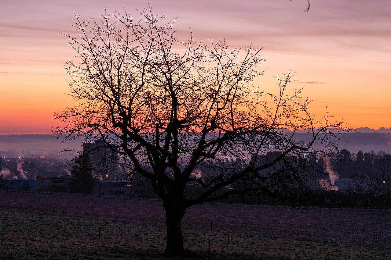 Alvorada Alvorecer Árvore Céu Da - Foto gratuita no Pixabay - Pixabay