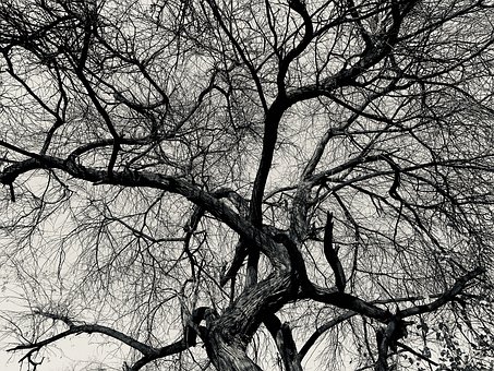 Natureza, Panorama, Céu, Árvore, Natural
