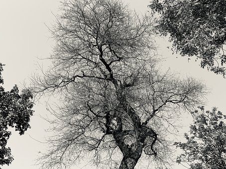 Natureza, Panorama, Céu, Árvore, Natural