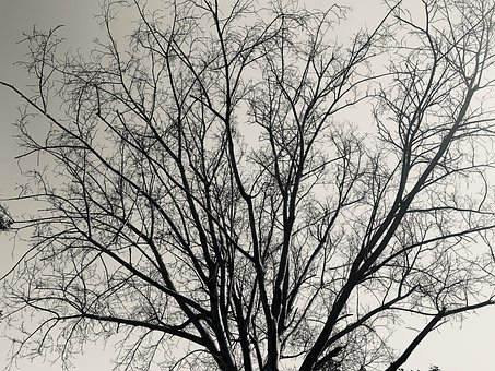 Natureza, Panorama, Céu, Árvore, Natural