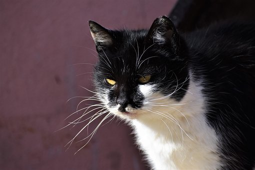 Free Cat Animal photo and picture