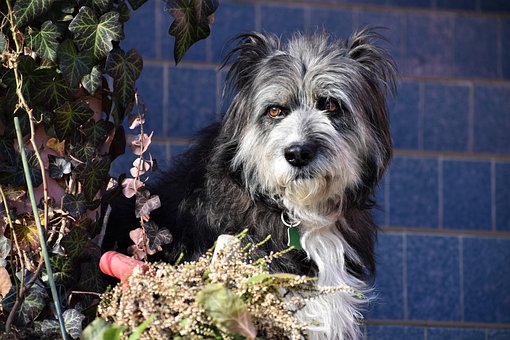Free The Dog Collie photo and picture