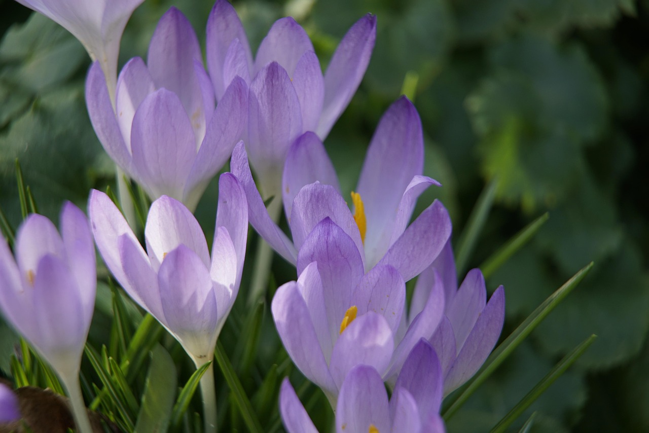 Crocus Blue Flowers Free photo on Pixabay Pixabay