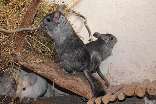 Free Chinchilla Domestic Animal photo and picture