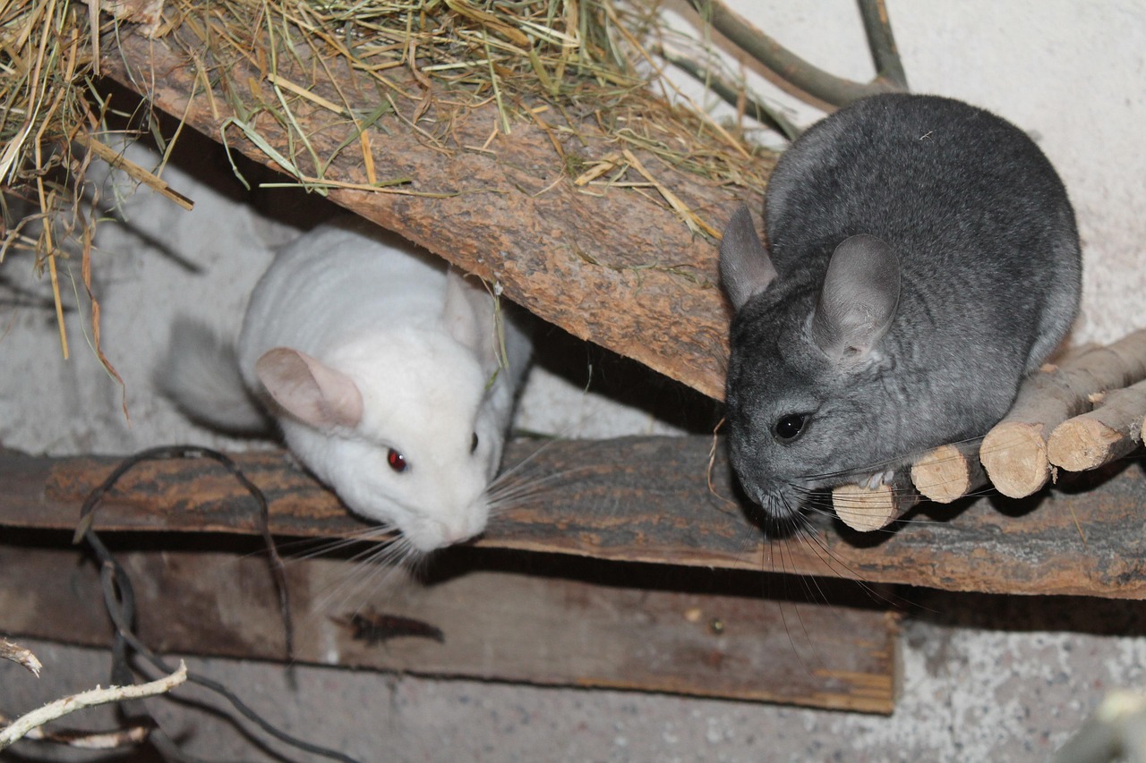 Chinchila
