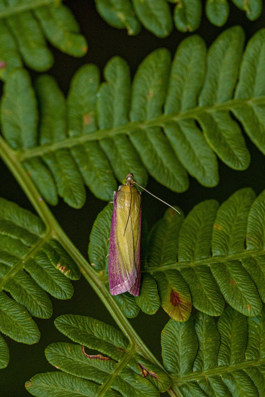 대 Borer 자연 Pixabay의 무료 사진 Pixabay