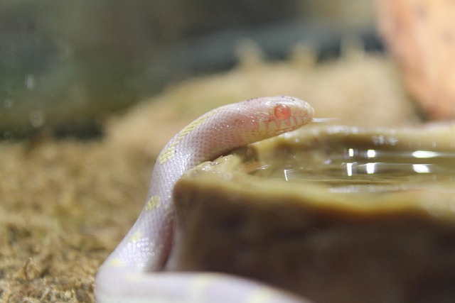 Free Albino Line photo and picture