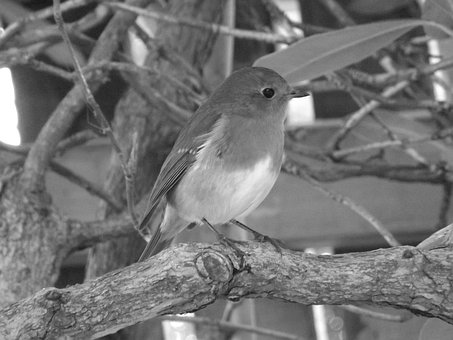 Robin, Fugl, Flygning, Flyr, Nebb