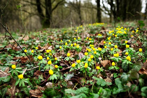 Começo Da Primavera, Winterlings