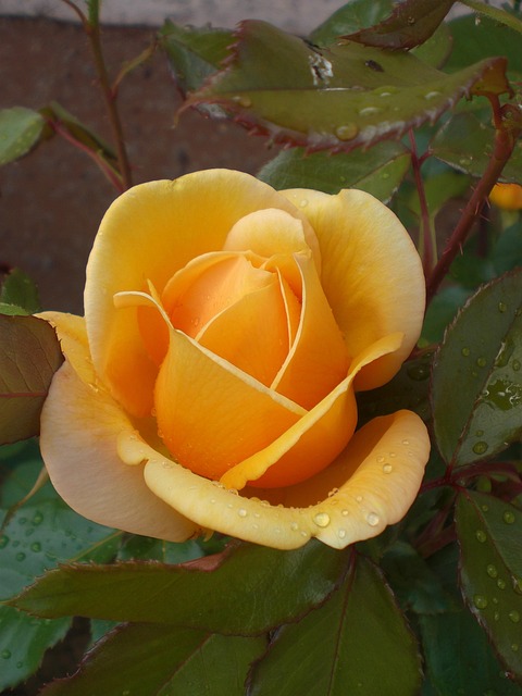 Free Rose Orange photo and picture