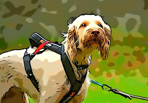 Hund, Hundehvalp, Hunde, Kæledyr, Dyr