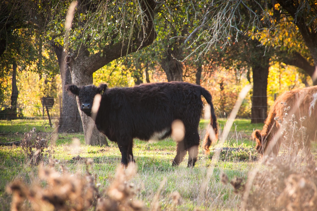 Cow - free online jigsaw puzzle photo