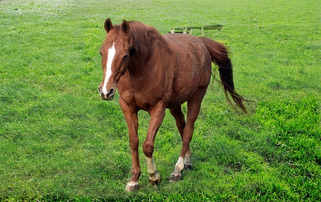 Free Horse Green Grass photo and picture