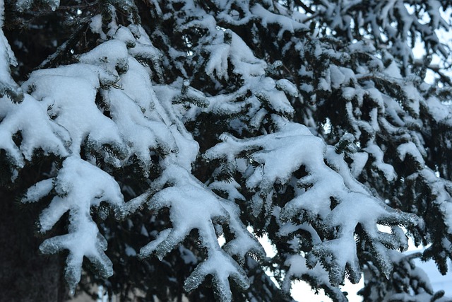 Free Snow Ice photo and picture